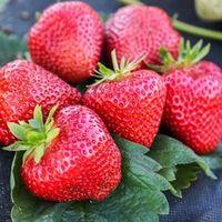 Саженцы клубники