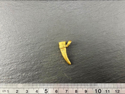 Подвеска. Рог