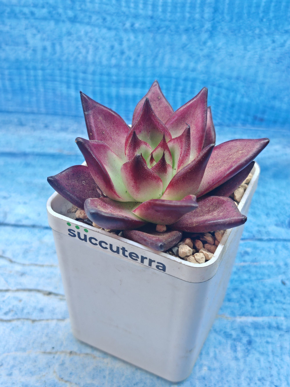 Echeveria Romeo (Эхеверия)