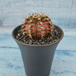Gymnocalycium T-Rex Pink hybride (Гимнокалициум T-rex)