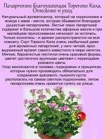 Пеларгония Торенто Кола ароматная с ароматом колы