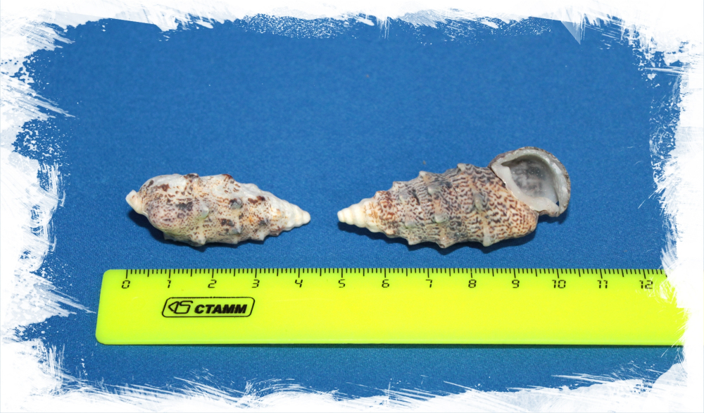 Псевдовертагус Алуко размер