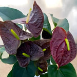 Антуриум Андре SEMPRE