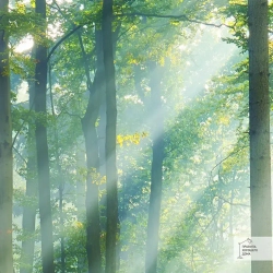 Фотообои на стену флизелиновые 3d 400х270 Лес Природа. 3д фото обои для кухни моющиеся виниловые, интерьерное покрытие 3d эффект в спальню, декор для дома