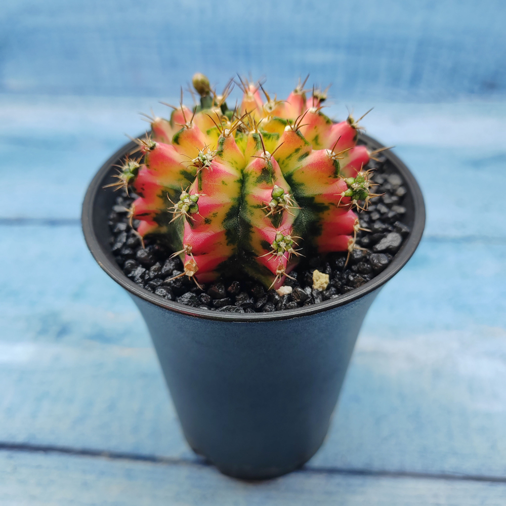 Gymnocalycium Variegata (Гимнокалициум Вариегатный)