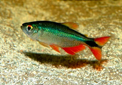 Тетрагоноптерус (Тетра ромбовидная)