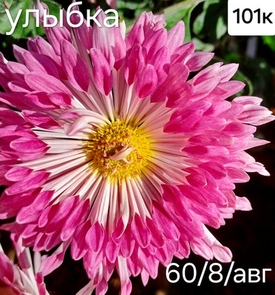 САЖЕНЦЫ ХРИЗАНТЕМЫ КОРЕЙСКАЯ УЛЫБКА № 101