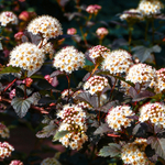 Пузыреплодник "ШУХ"