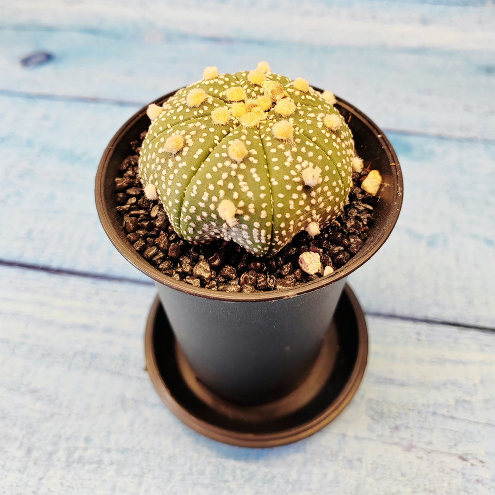Astrophytum Asterias (Астрофитум)