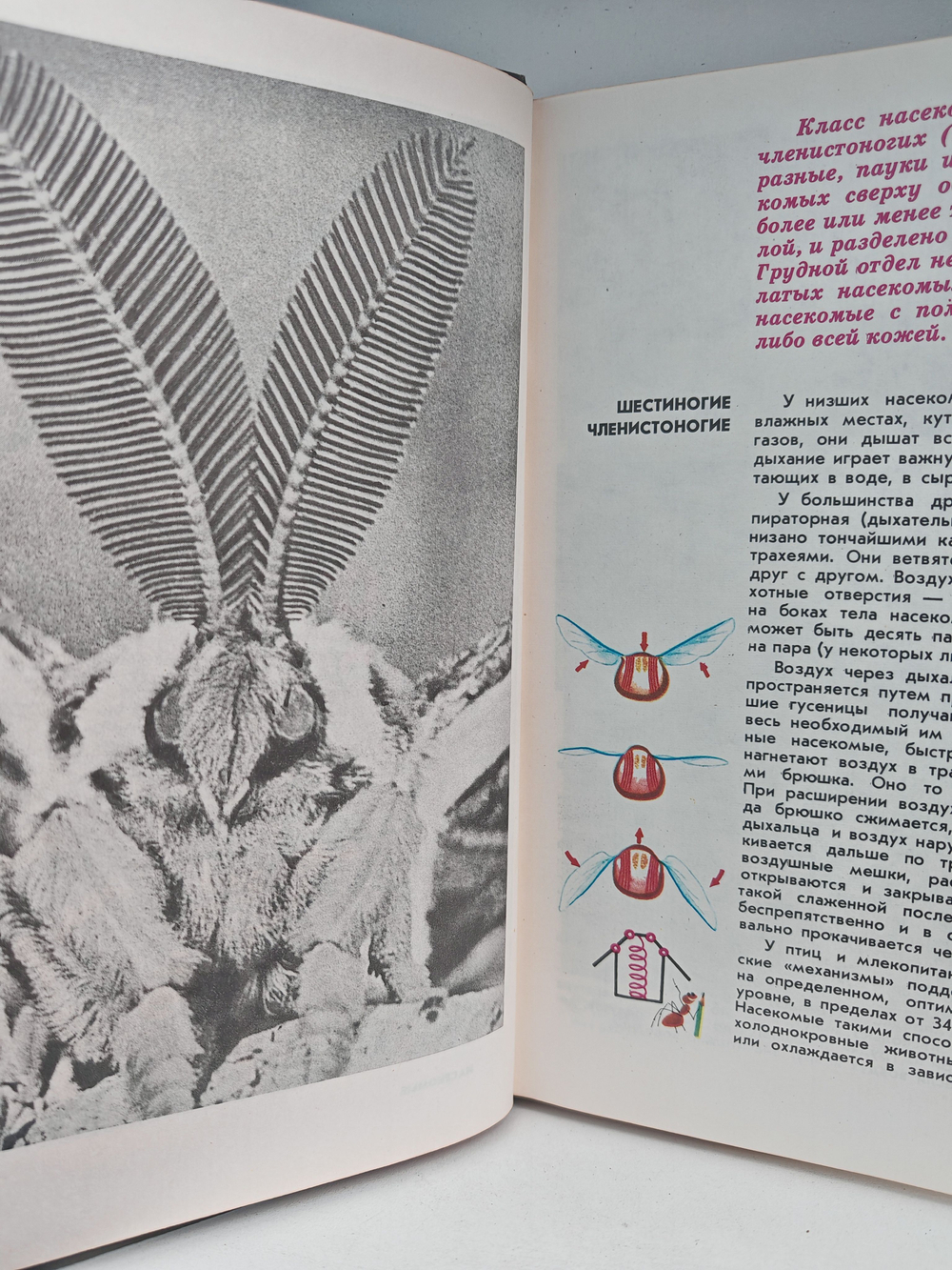 Мир животных. Рассказы о насекомых