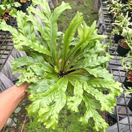 Асплениум A.MUT