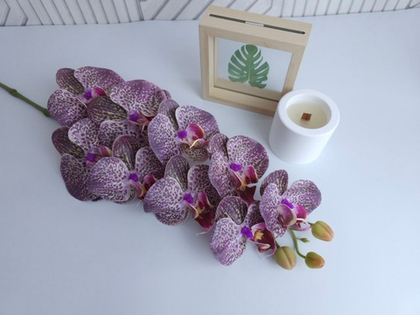 Орхидея "Перфект" 15