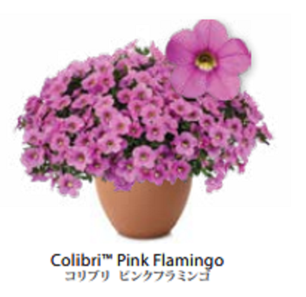 ЕВРО Calibrachoa Colibri Pink Flamingo укорененный черенок февраль 26 DAN