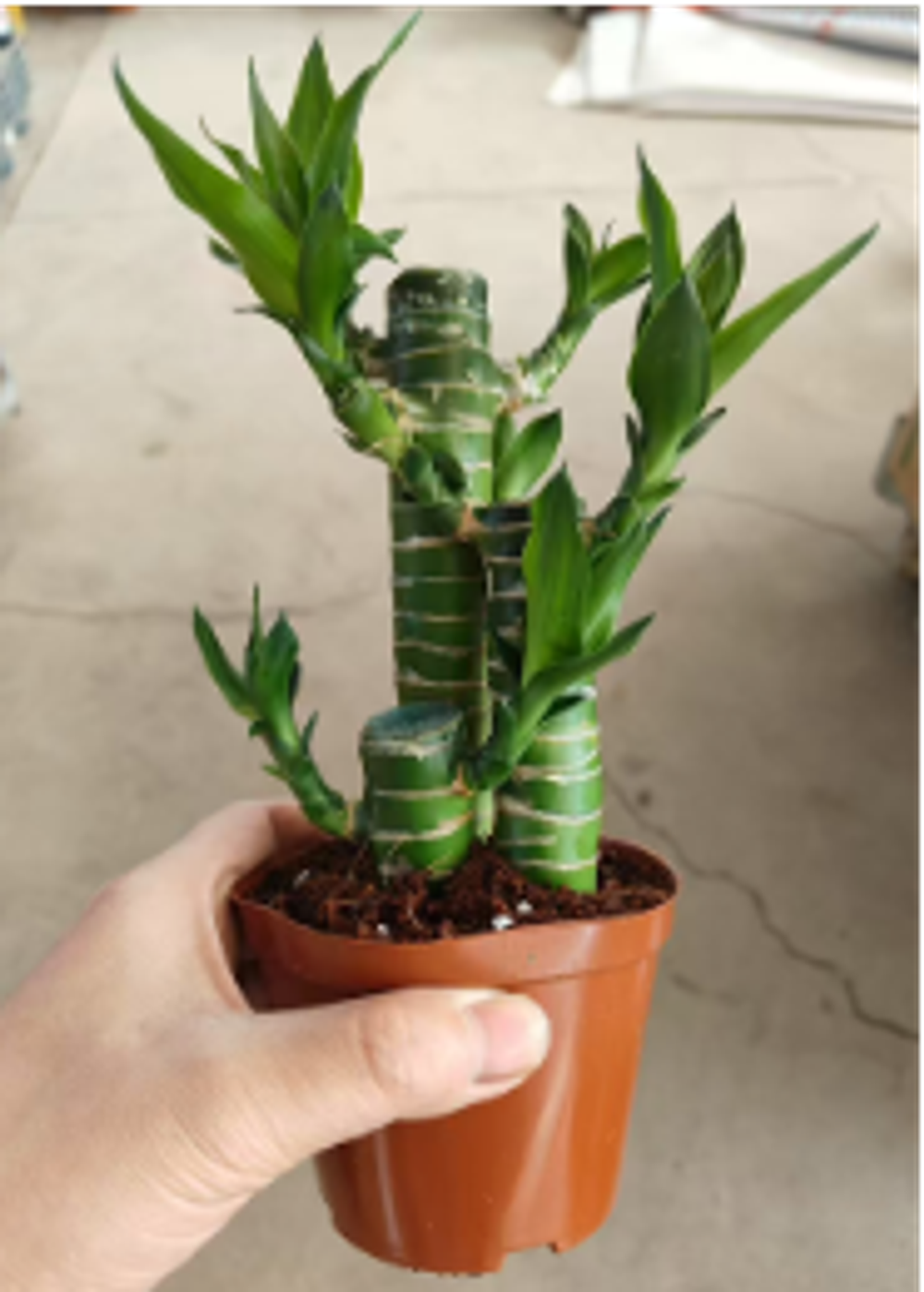 Бамбук Lotus д.10