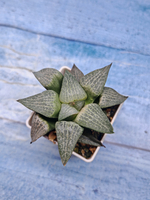 Haworthia Comptoniana hyb. (Хавортия)