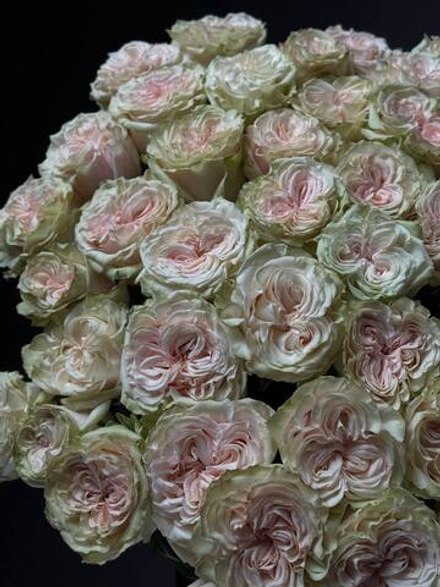Букет из 35 розово-зеленых пионовидных роз под ленту