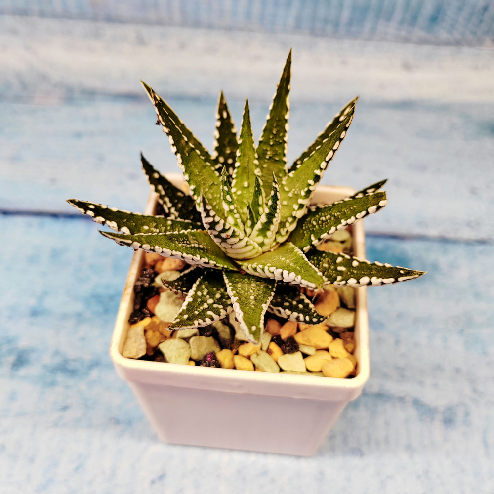 Haworthia Alba (Хавортия)