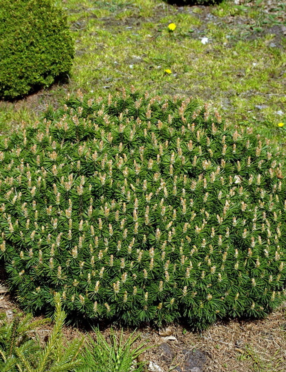 Cосна pinus mugo Benjamin