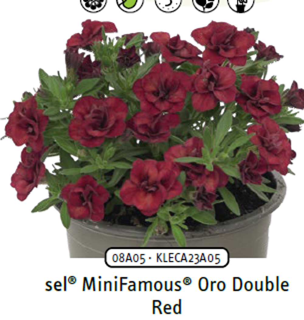 ЕВРО Калибрахоа Mini Famous ORO double red укорененный черенок ОКС