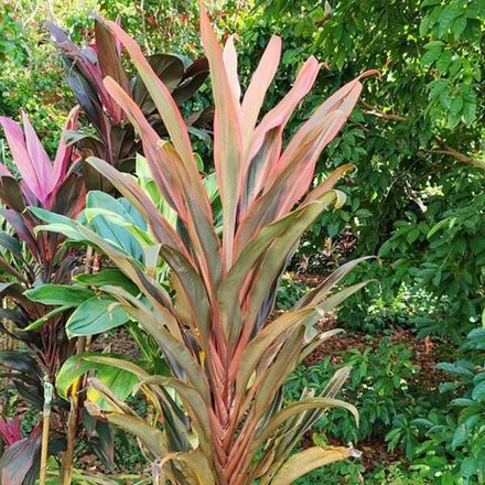 Кордилина SCORPIO