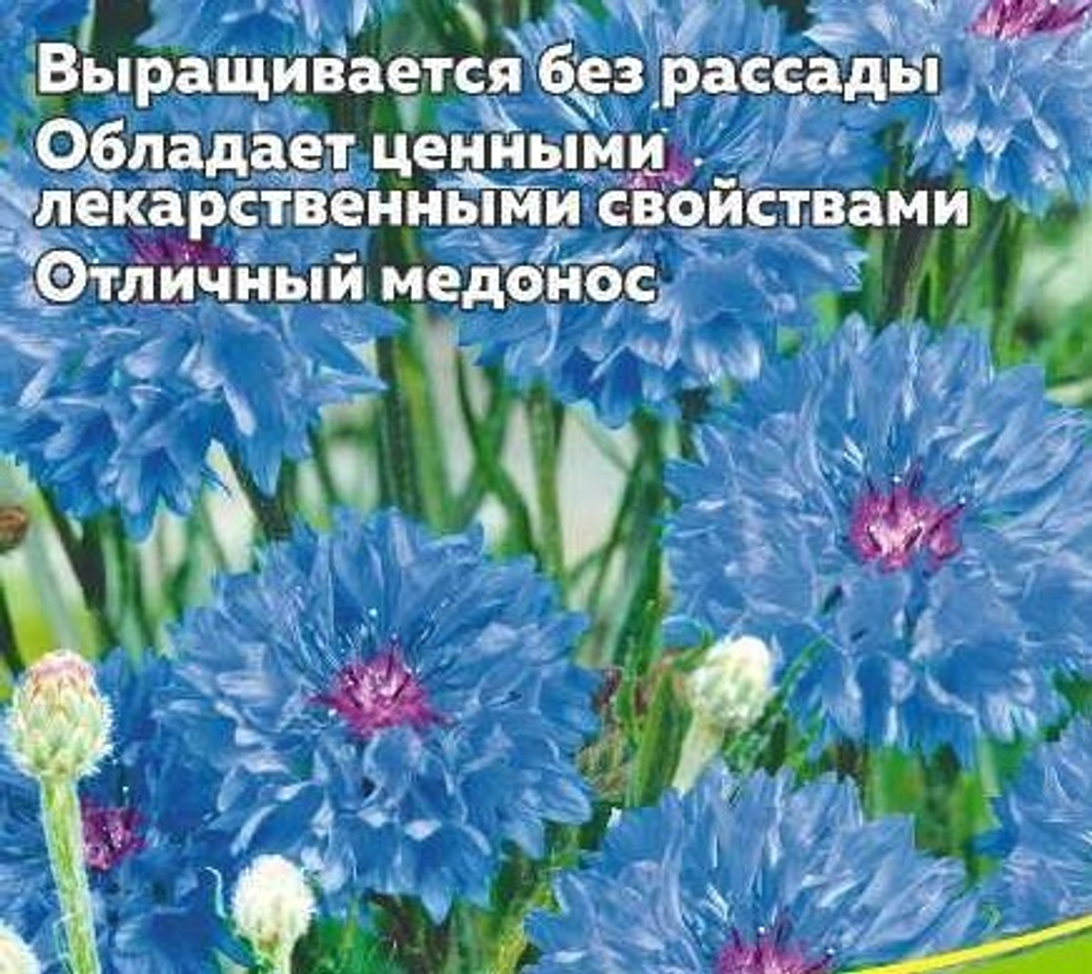Василёк Блю Бол