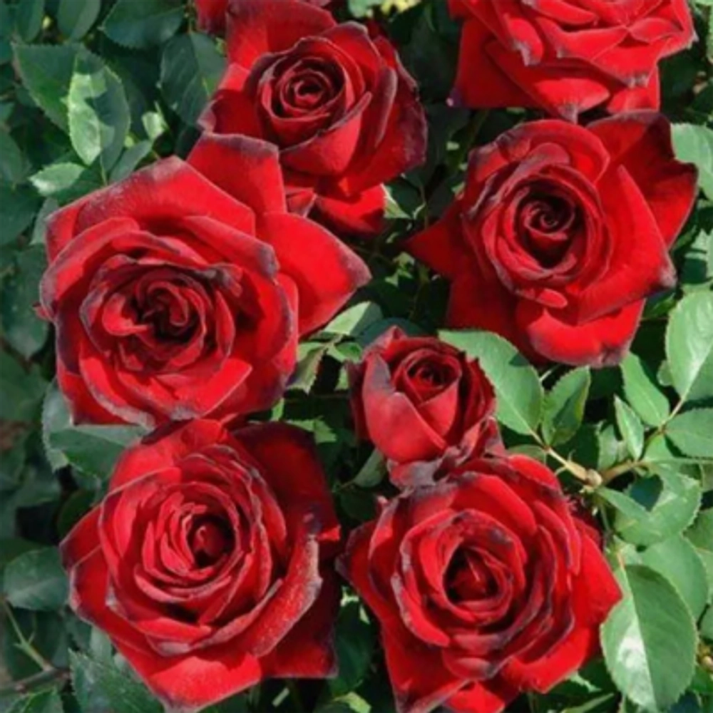 Роза чайно-гибридная "Madame Delbard"