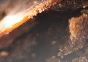 Gourmand (Гурман)