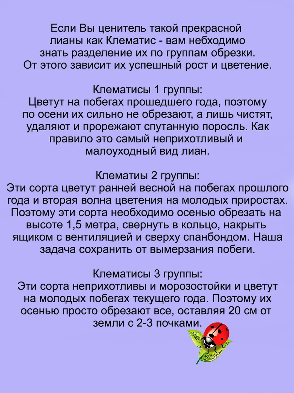 Княжик Мой Ангел клематис неукрывной