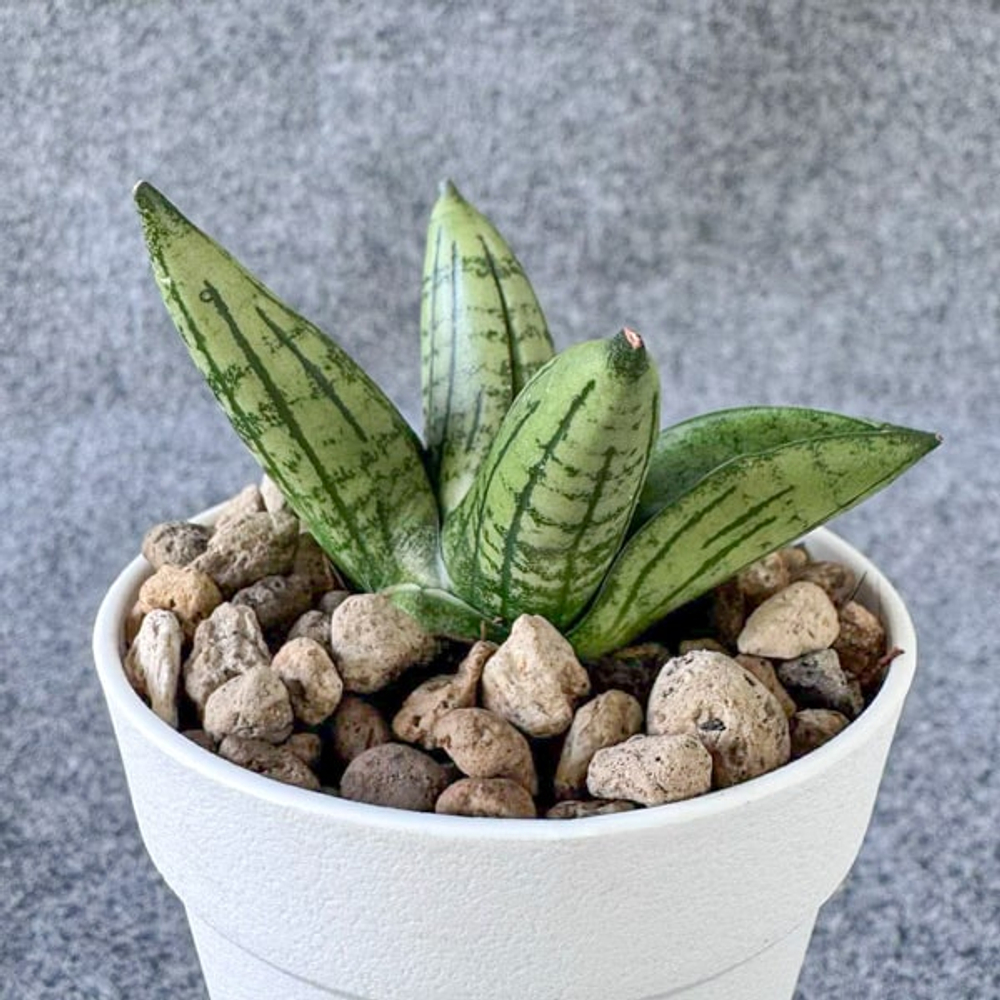 Сансевиерия LITTLE WINGS