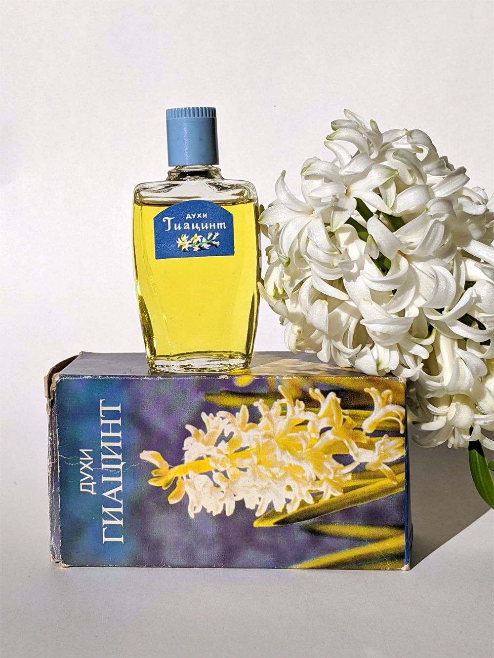 Severnoye Siyanie Hyacinth Гиацинт