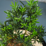 Бонсай Подокарпус 40см