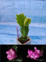 Schlumbergera cv. Rosa Brazil (Шлюмбергера)