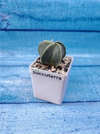 Astrophytum myriostigma (Астрофитум)