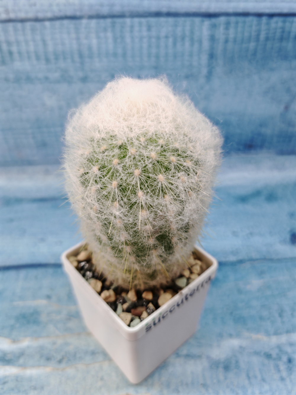 Espostoa Melanostele (Эспостоа)