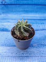 Euphorbia meloformis f. Variegated (Эуфорбия вариегатная)