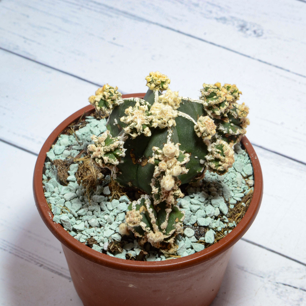 Astrophytum Myriostigma Hakujo Fukuryu (sct29585)
