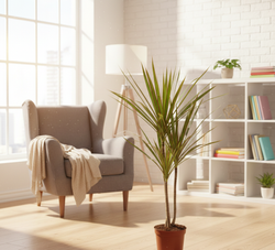 Драцена узколистная Millennial Forest д.11