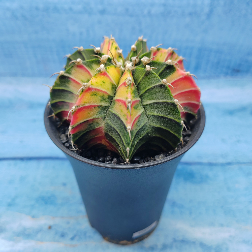 Gymnocalycium Variegata (Гимнокалициум Вариегатный)