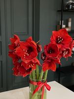 Амариллис красный