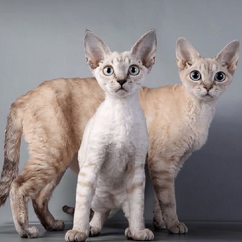 Девон-рекс: Маленькие Эльфы