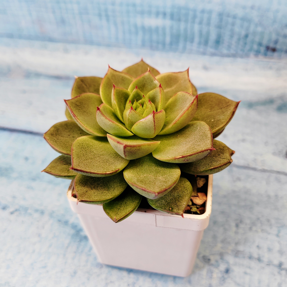 Echeveria Fabiola (Эхеверия)