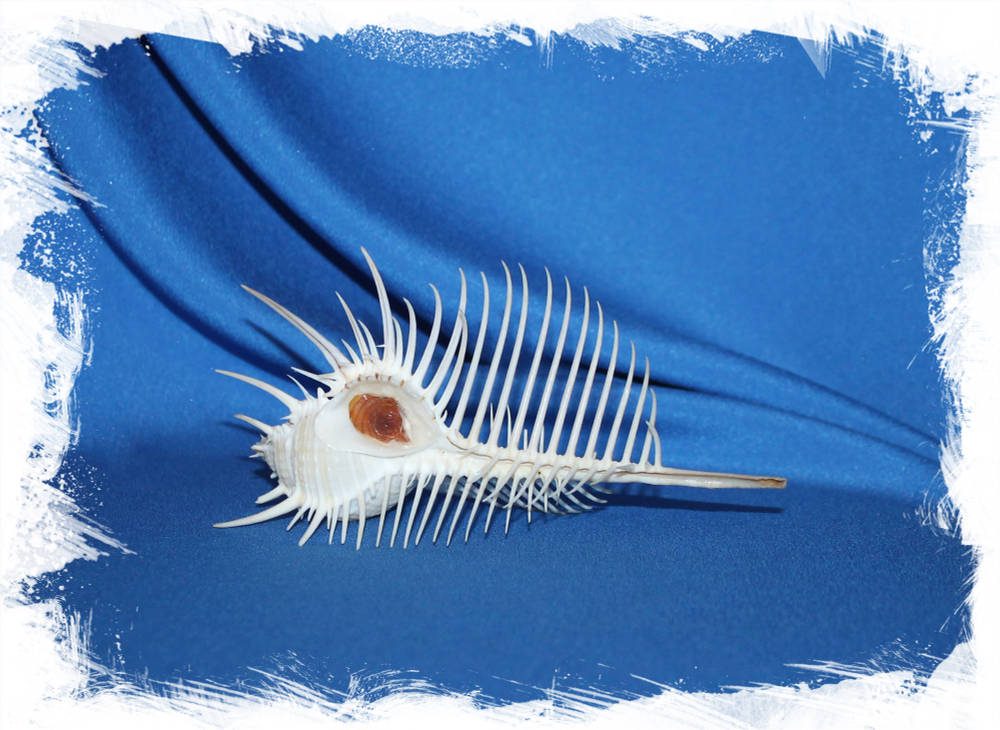 Раковина Мурекс пектен, Murex pecten, Гребень Венеры