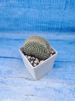 Mammillaria Spinosissima cristata (Маммиллярия)