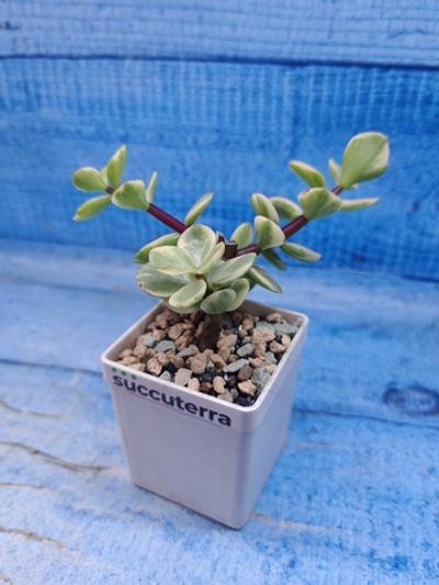 Portulacaria Afra Variegata (Портулакария)