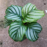 Калатея ORBIFOLIA (#3)