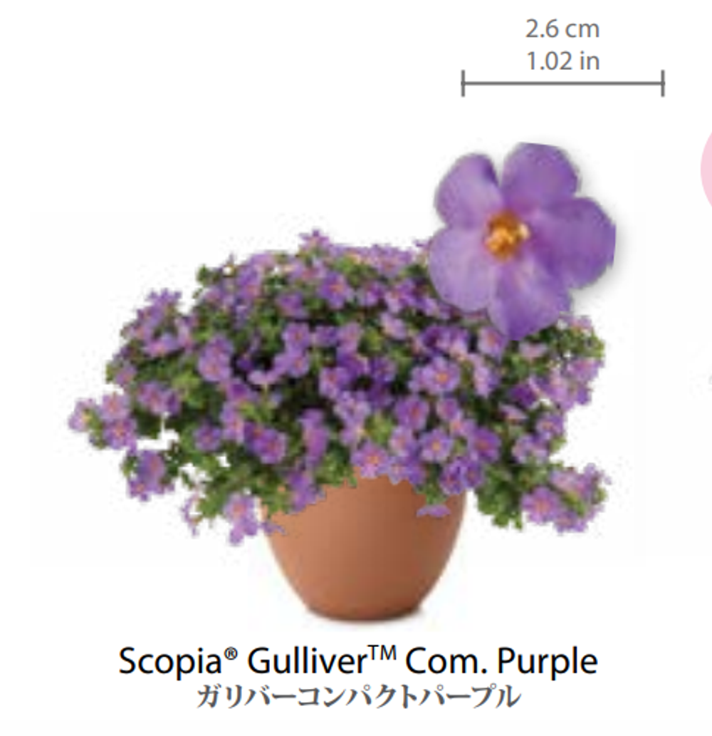 ЕВРО Bacopa Scopia Gulliver Compact Purple НЕукор черенок середина ноября 25