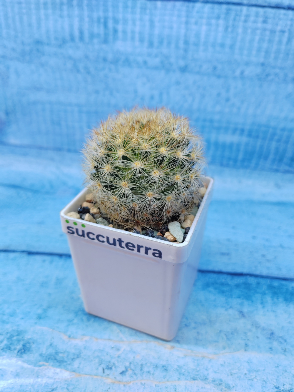 Mammillaria Carmenae (Маммилярия)
