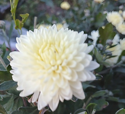 САЖЕНЦЫ ХРИЗАНТЕМЫ КОРЕЙСКАЯ № 18 БЕЛЫЙ ПОМПОН