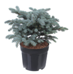 Ель колючая (голубая) Глаука Глобоза С10 30-40