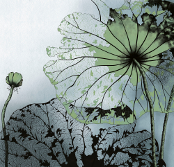 Коллекция Grafika Natura